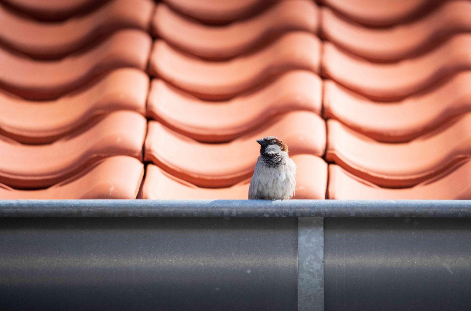 Huismus op dakgoot – beschermde vogelsoort bij renovatie en na-isolatie volgens landelijke richtlijnen