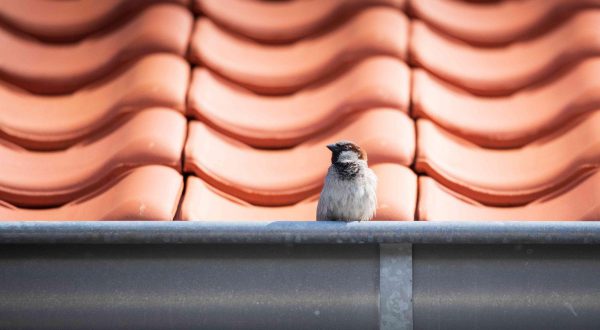 Huismus op dakgoot – beschermde vogelsoort bij renovatie en na-isolatie volgens landelijke richtlijnen