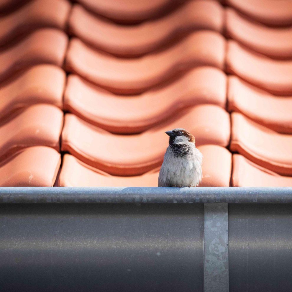 Huismus op dakgoot – beschermde vogelsoort bij renovatie en na-isolatie volgens landelijke richtlijnen